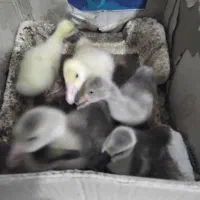 غازو قو غاز از یک روزه تا دوماهه موجود است