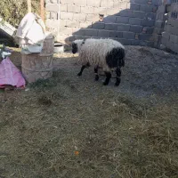 بره نر|حیوانات مزرعه|درمیان, |دیوار