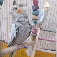 عروس هلندی با قفس3تمن
