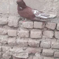 طوقی قدار نوک ریز ککیلی