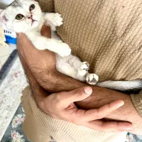 اسکاتیش چینچیلا سیلور