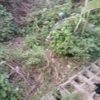 بوقلمون و اردک اسرائیلی نر|حیوانات مزرعه|رشت, حومه رشت|دیوار