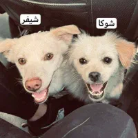 دو تا سگ هام گم شدن