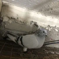 کبوتر|پرنده|آبادان, |دیوار