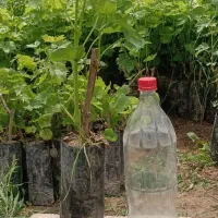 فروش نهال انگور