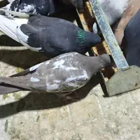 جوجه سینه و دسته شهری بهبهونی هوایی