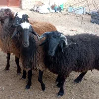 بره نر گوشتی برا کشتار و نژادار برا گله