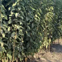 عرضه بهترین نوع گیلاس در نهالستان رجبی
