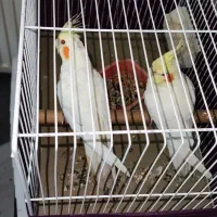 عروس هلندی لوتینو جفت