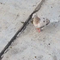 کبوتر قزوین