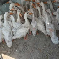 اردک ایرانی