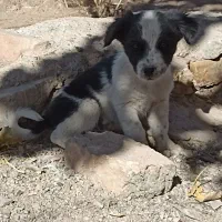 سگ پاکوتاه|سگ|بیرجند, |دیوار