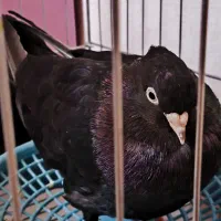 کبوتر زاغ نر واکسی