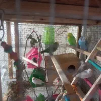 پرنده