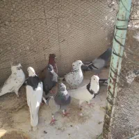 کفتر|پرنده|قرچک, مهدیه|دیوار