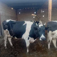 تلیسه|حیوانات مزرعه|سبزوار, کهنه آب|دیوار