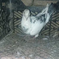 سلام نر پلاگی مست مست