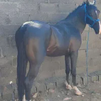 اسب|اسب و تجهیزات اسب‌سواری|جم, |دیوار
