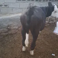 گوساله سیمنتال ماده