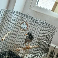 مرغ مینا به همراه قفس