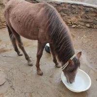 فروشی|اسب و تجهیزات اسب‌سواری|شاهین دژ, |دیوار