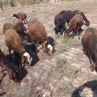 ۳۷ راس گوسفند آبستن جوان سنو شده تضمین|حیوانات مزرعه|گنبد کاووس, |دیوار