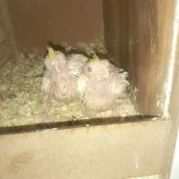 جفت طوطی مولد