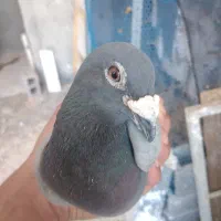 کبوتر پلاکی