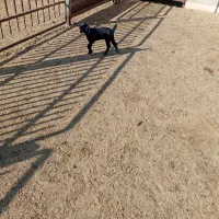 بزغاله شیری