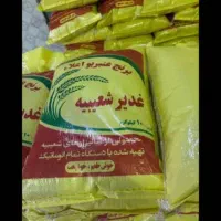 برنج عنبر بو شعیبیه برداشت امسال