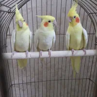 عروس هلندی دوتا نر سخنگو و۳تا جوجهاش شهرری