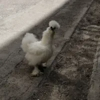 مرغ ابریشمی