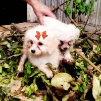 توله سگ شیتزو تریر|سگ|قزوین, |دیوار