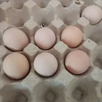 تخم مرغ نطفه دار  برهما