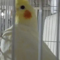 عروس ماده لوتینو