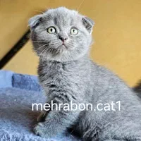 گربه