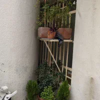 گل باگلدون|گل و گیاه طبیعی|شیراز, خلدبرین|دیوار