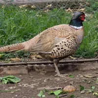 ق ر اول طلایی زیبا|پرنده|مینودشت, |دیوار