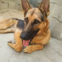 سک سگ خوب شناسنامه‌دار