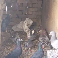 کفتر پلاکی مسافتی