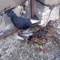 کبوتر نروماده سالم قشنگ|پرنده|میان جلگه, |دیوار