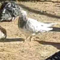 کفتر سرور کاکل و سرور چاپی