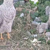 دوتا مرغ فروشی|حیوانات مزرعه|فاضل آباد, |دیوار