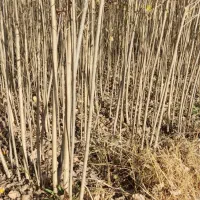 ـ عرضه صنوبر نیگرا|خدمات باغبانی و درختکاری|رشت, کوی مهر|دیوار