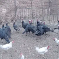 بوقلمون نر فروشی|حیوانات مزرعه|سبزوار, قصبه شرقی|دیوار