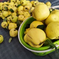 به هیوا طارم ارگانیک