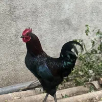 تخم نطفه دار دورگه گلین و بلک کاپر مارانس