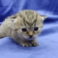 توله گربه اسکاتیش بریتیش|گربه|اهواز, معین زاده|دیوار