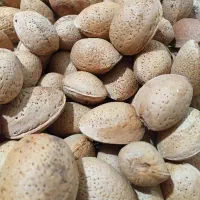بادام درجه یک دوقلو