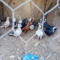 19تا کفتر نر و جوجه نر   همه جوجه خونه|پرنده|گلزار, |دیوار